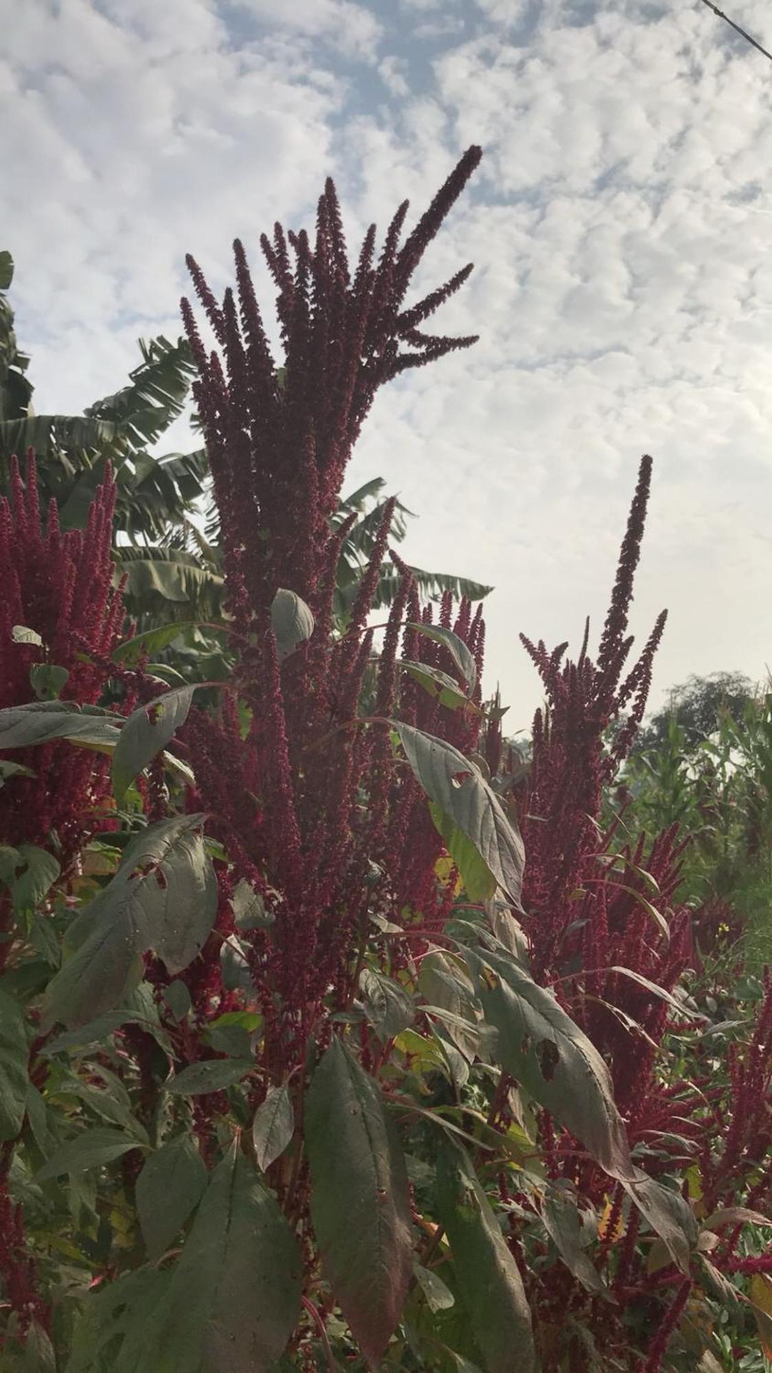 Tekri Farms And Retreat Hotel Ujjain Eksteriør billede