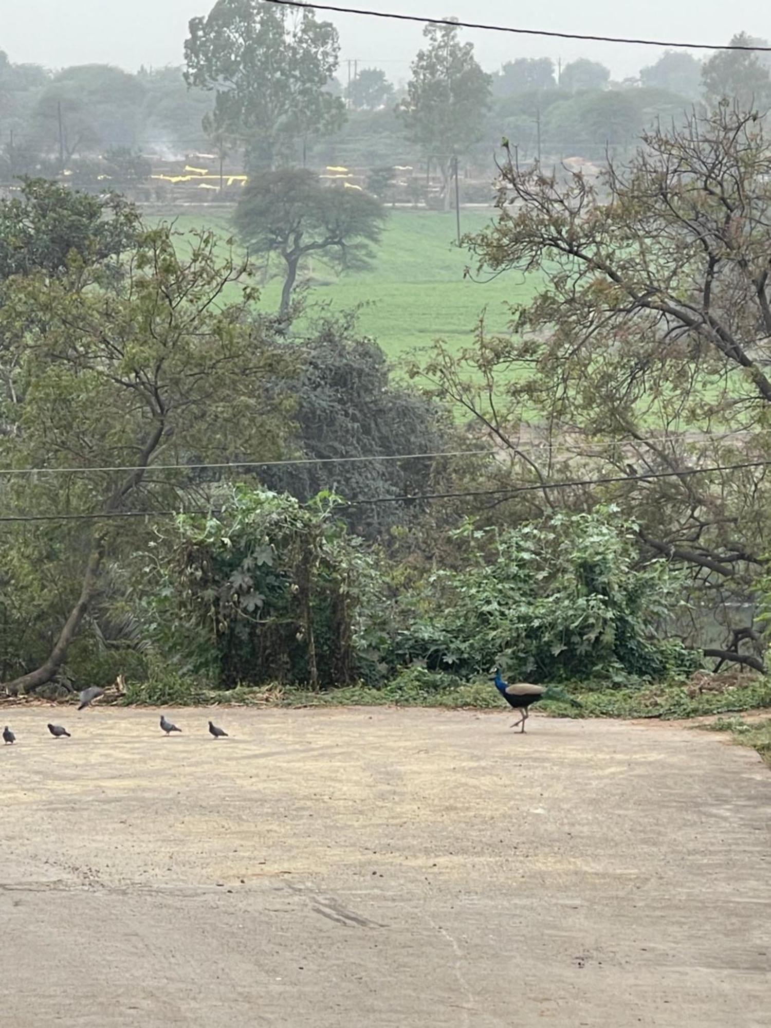 Tekri Farms And Retreat Hotel Ujjain Eksteriør billede